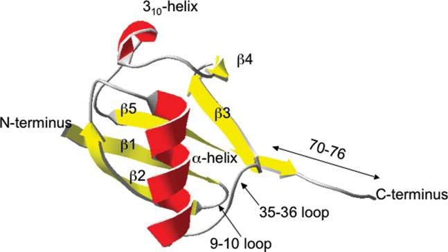 DynProt