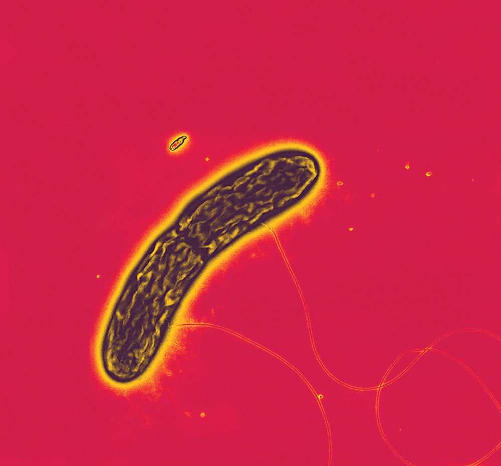 e-connect bacteria